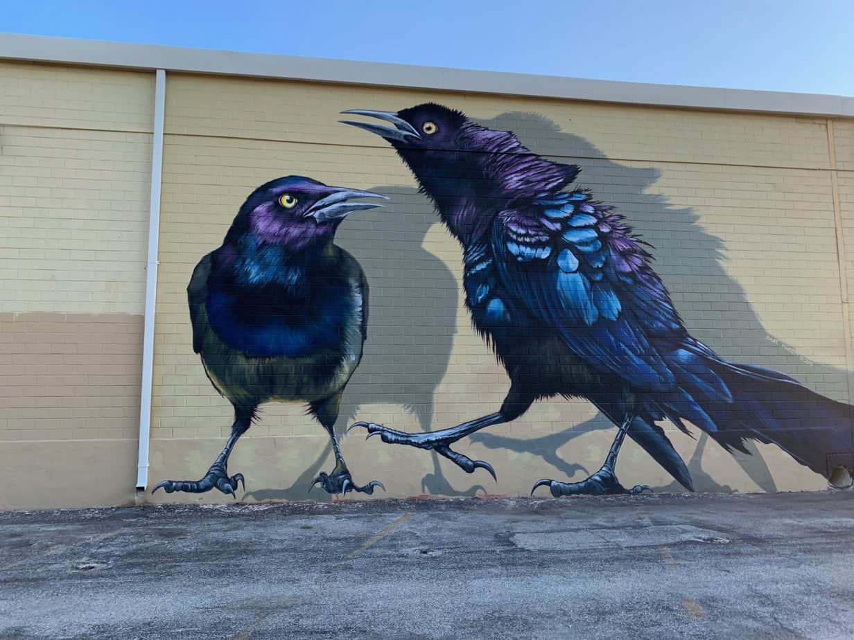 Crow Mural In San Antonio